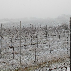 februari_metszes