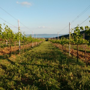 ismét tavasz