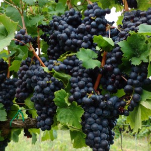Merlot szőlő