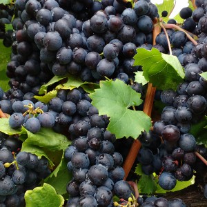 Merlot szőlő2