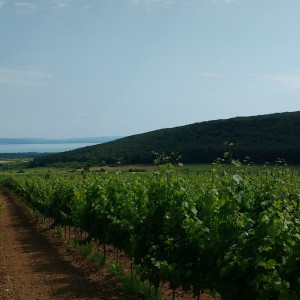 nyitokép